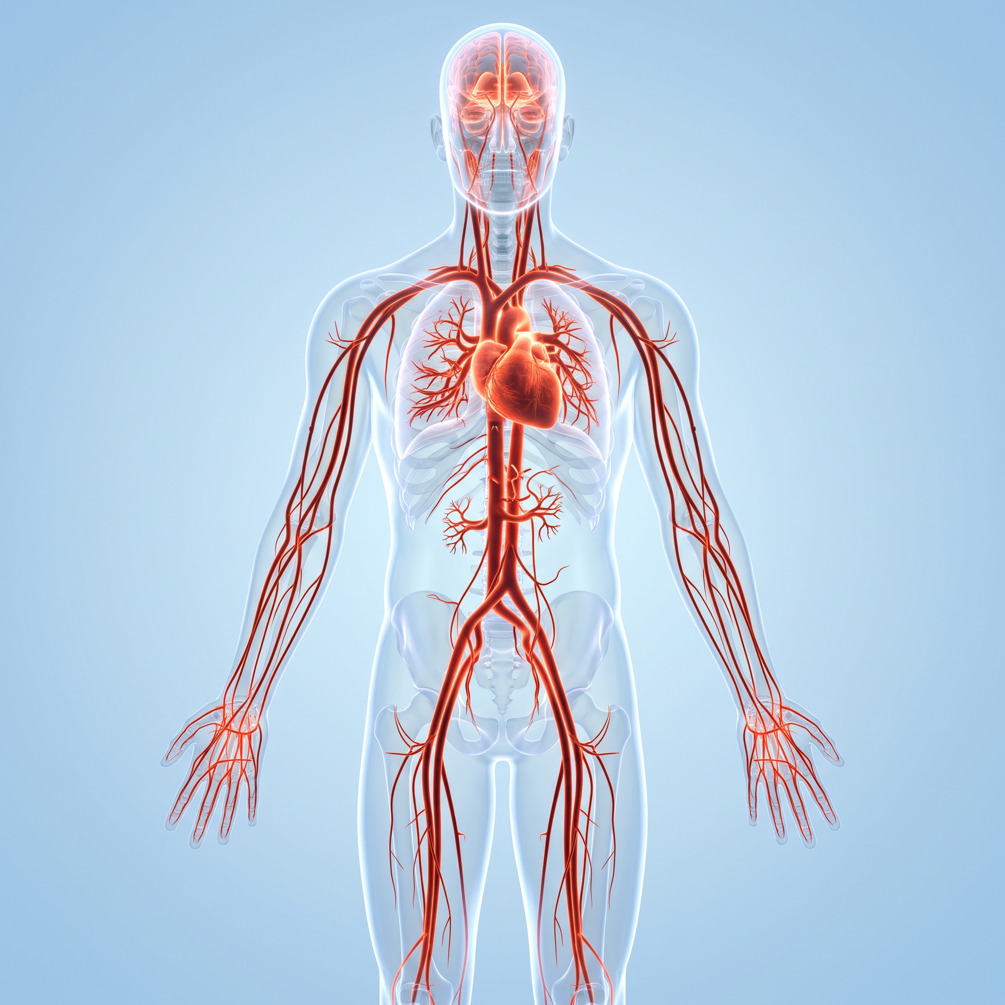 Healthy circulation from head to toe